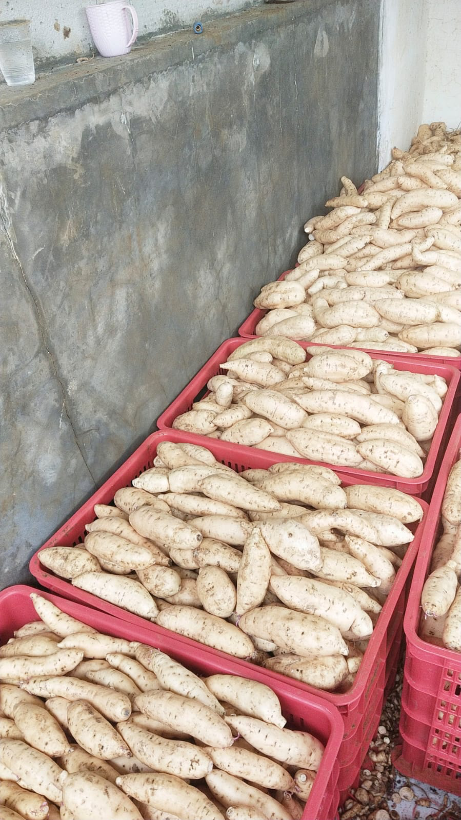 Ubi Segar Kualitas Ekspor