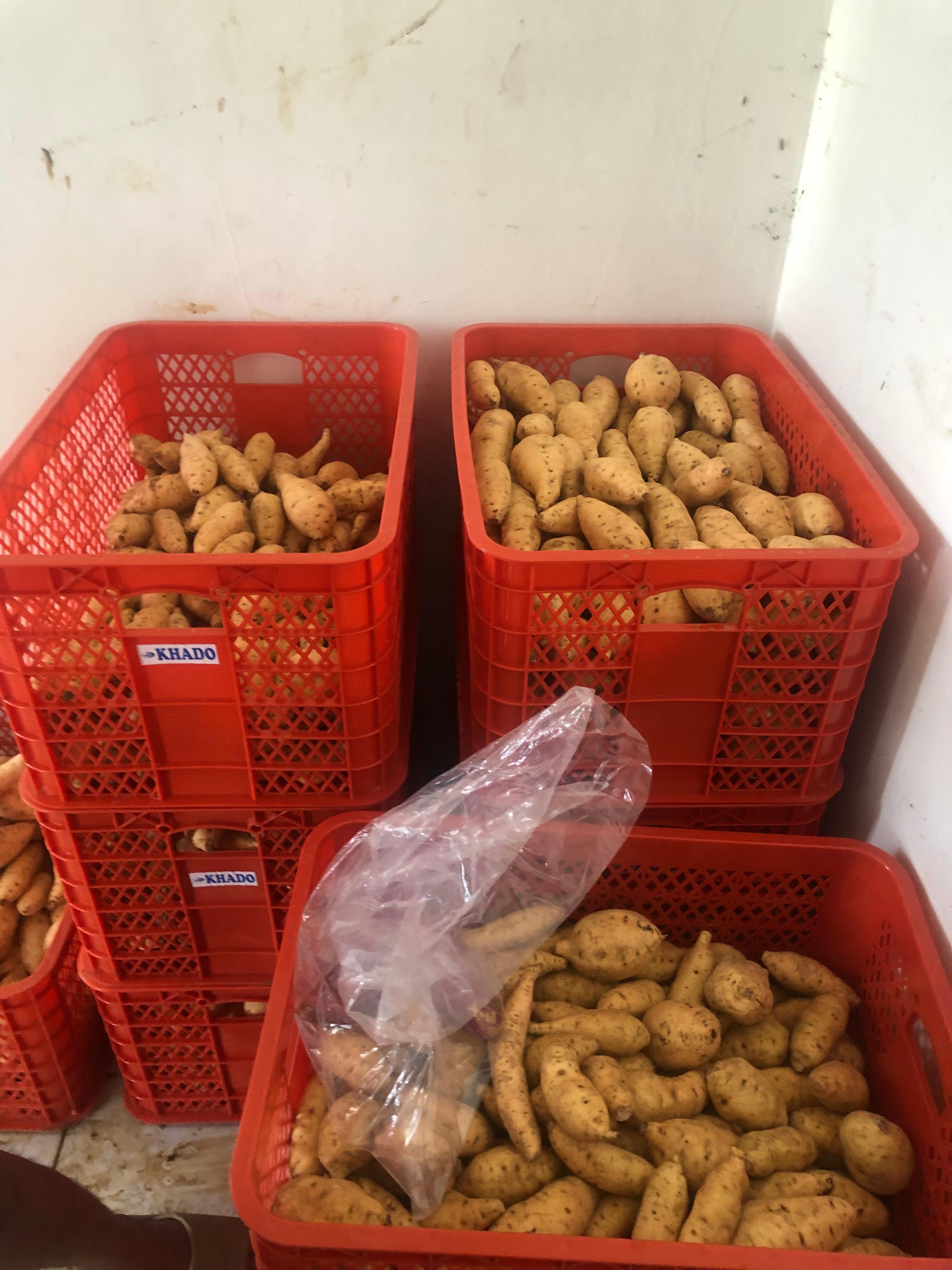 Ubi Segar Kualitas Supermarket